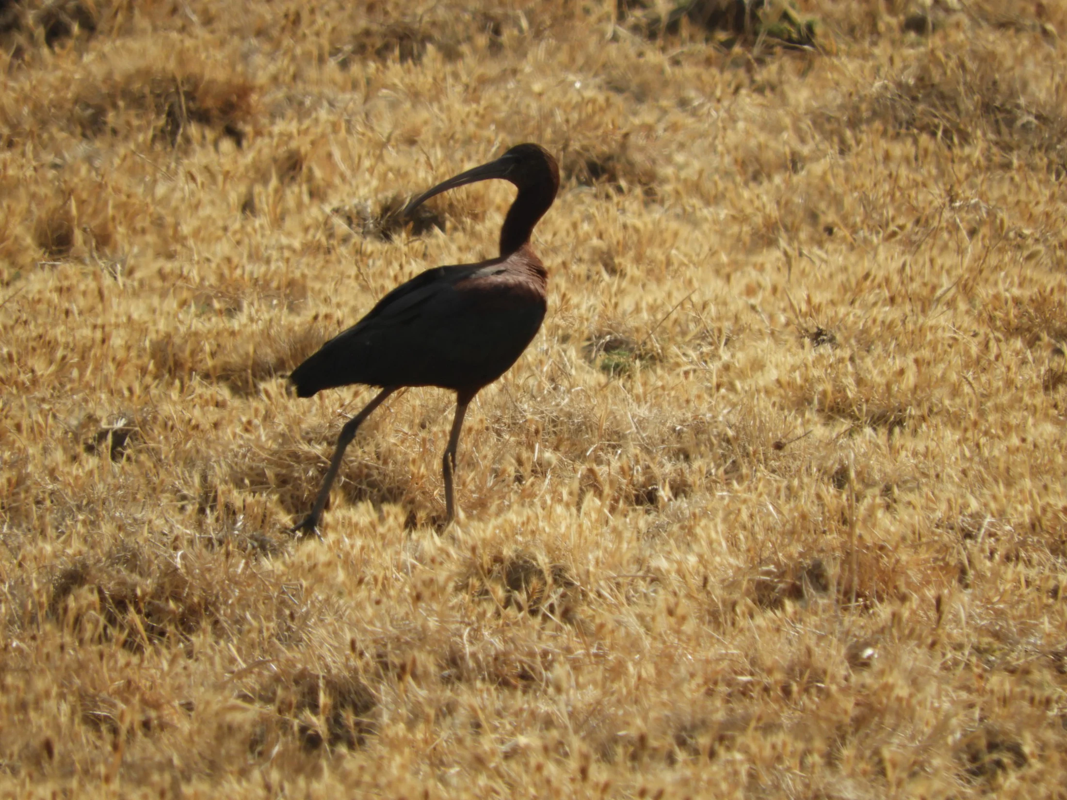 Morito en la marisma de Barbate. Fotografía de David Collis Luque