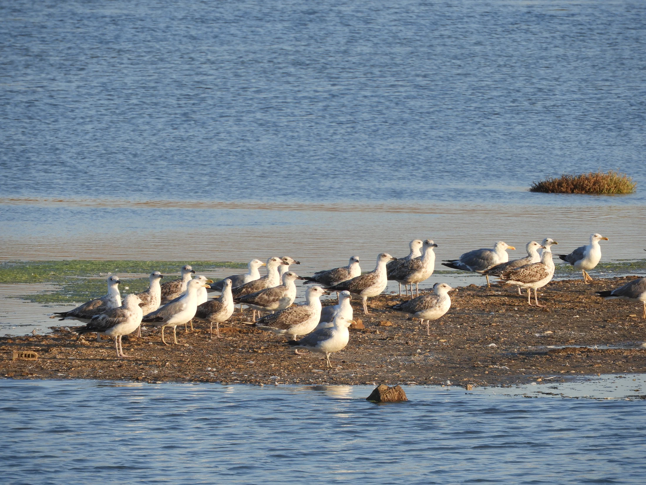 Gaviotas patiamarillas en las marismas de Barbate. Fotografía de David Collis Luque