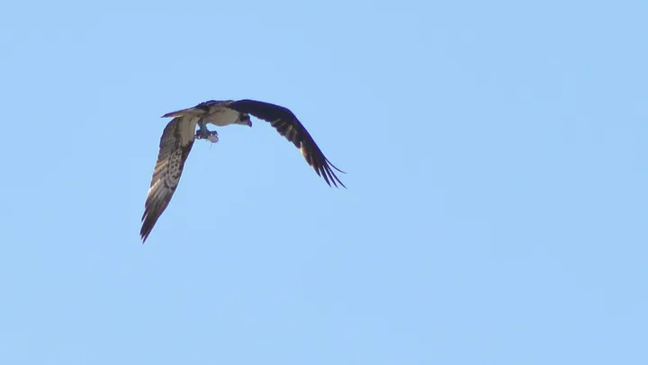 Águila pescadora (Marisma de Cetina, Puerto Real)