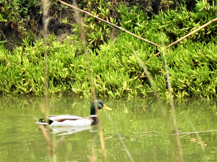 Ánade real macho en la antigua Laguna de la Janda