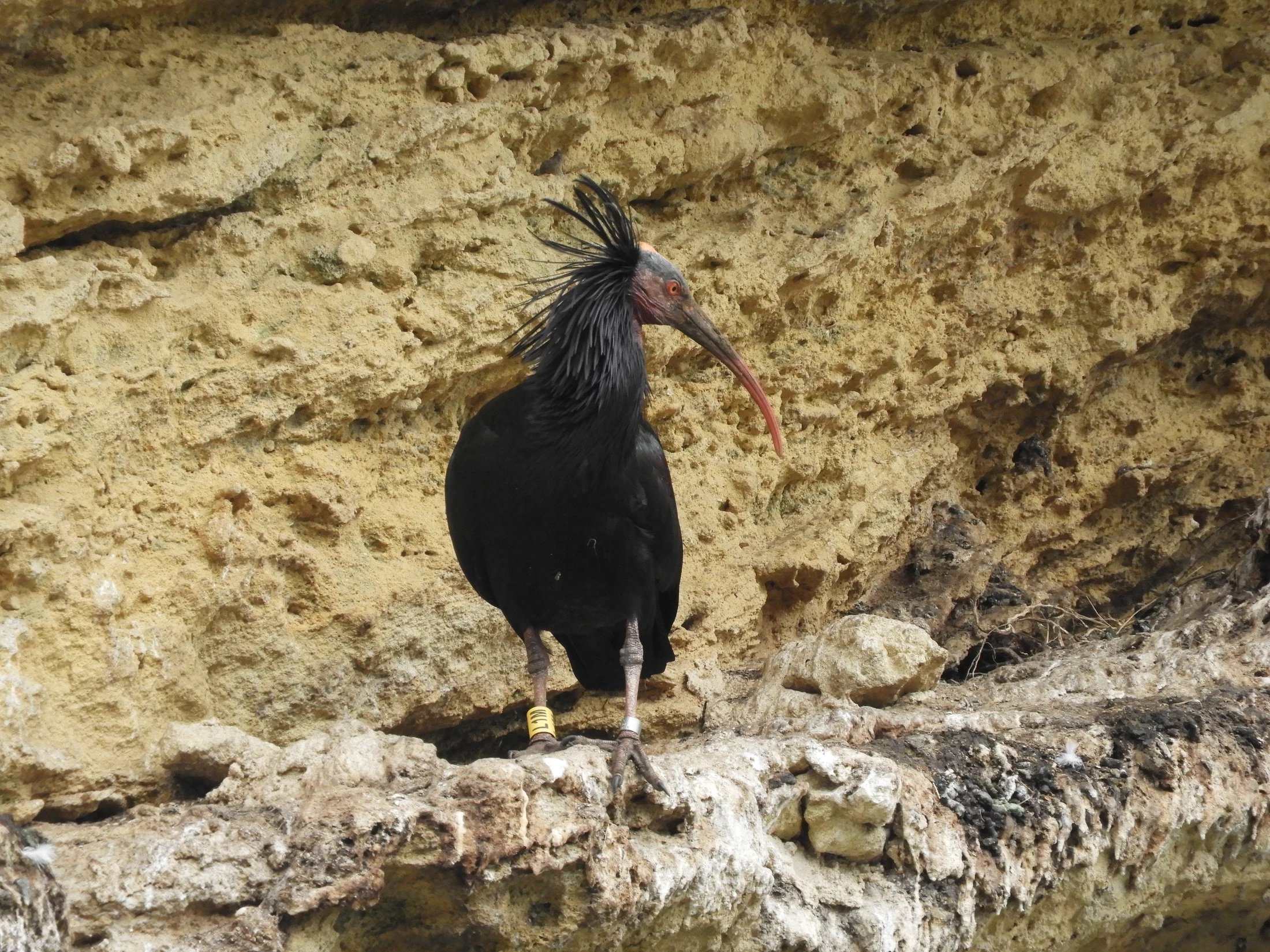 Ibis eremita en La Barca de Vejer de la Fra.. Fotografía de David Collis Luque