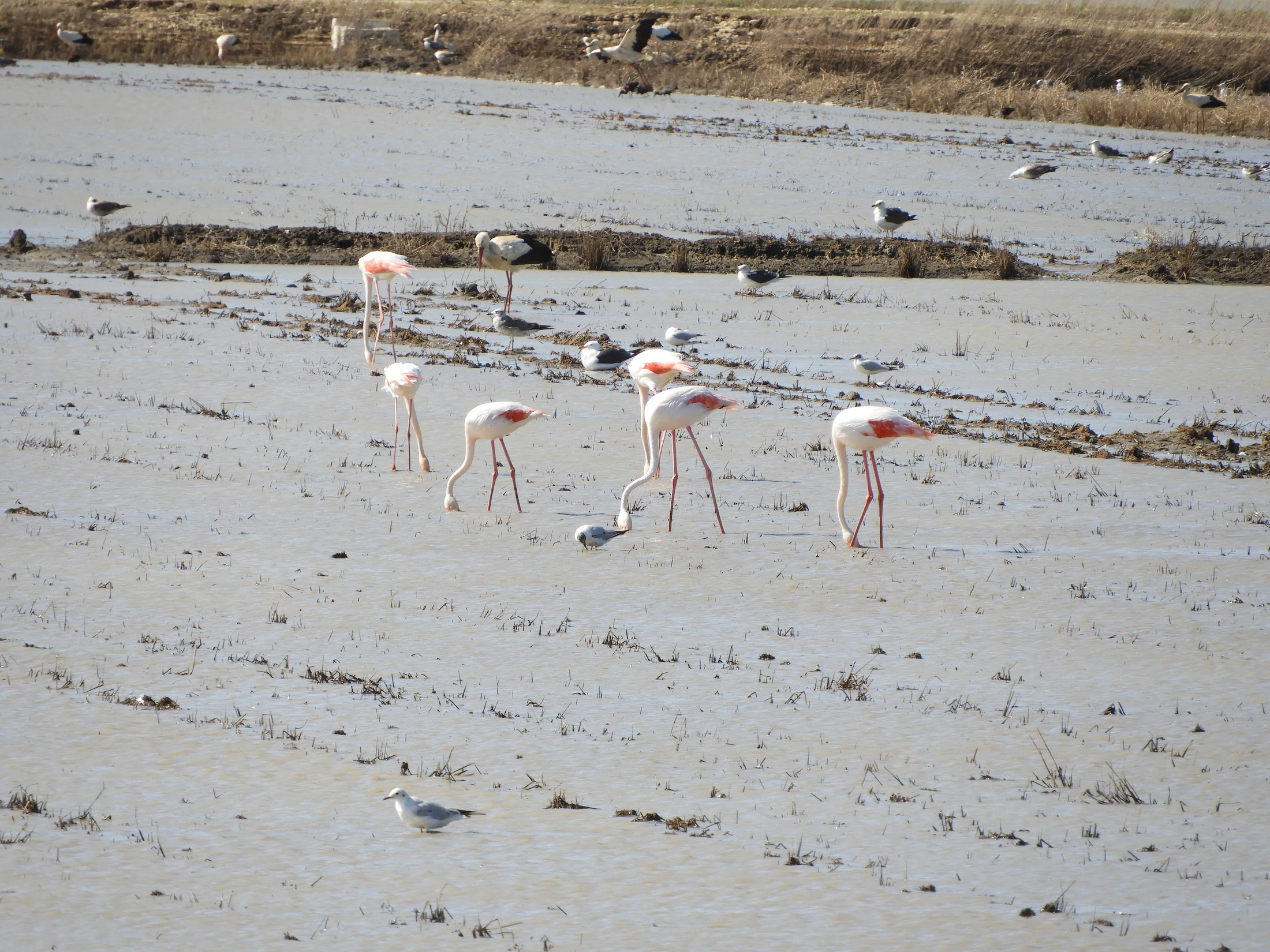 Flamencos en la antigua laguna de La Janda. Fotografía de David Collis Luque