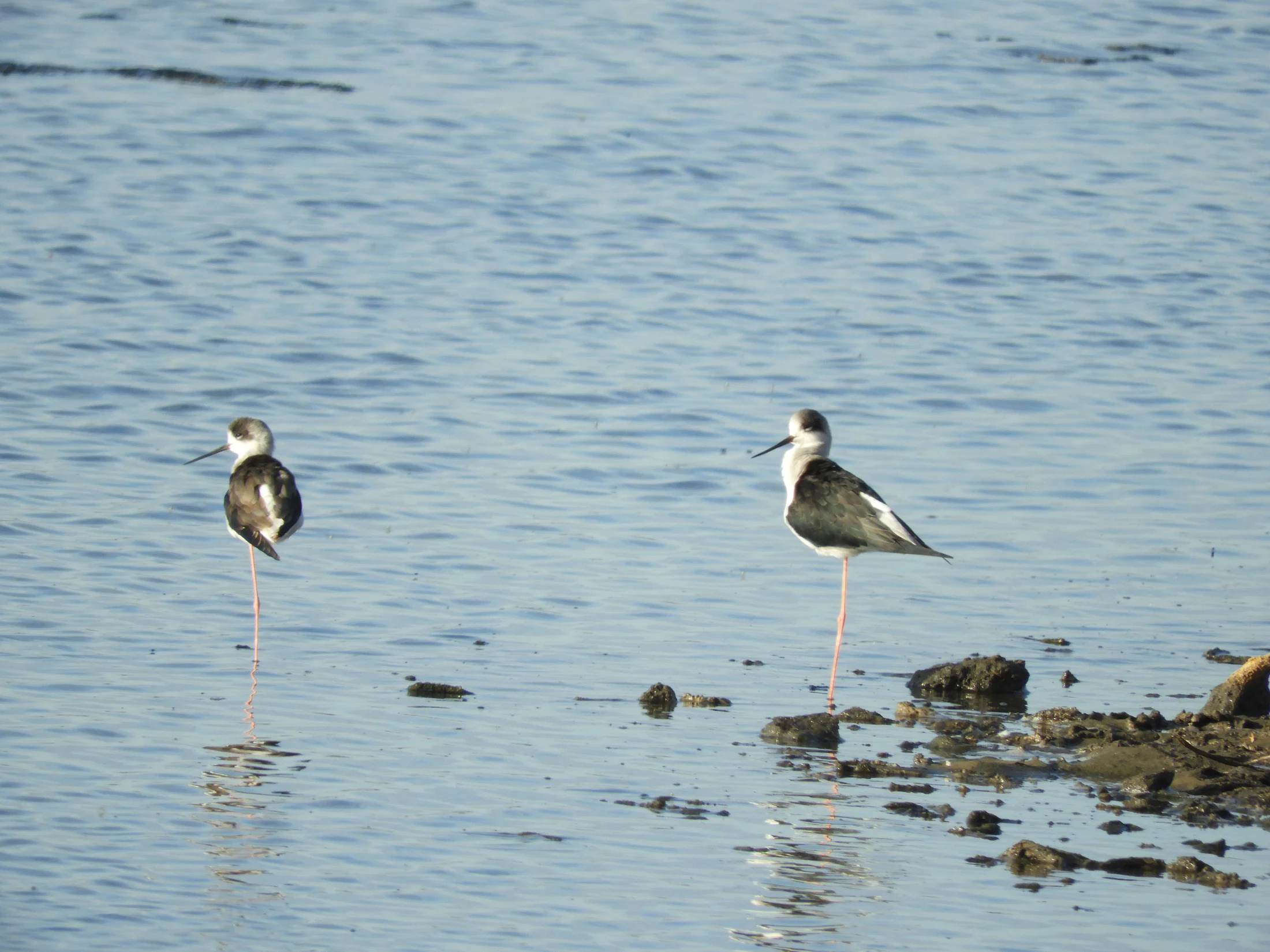 Cigüeñuelas en la marisma de Barbate. Fotografía de David Collis Luque