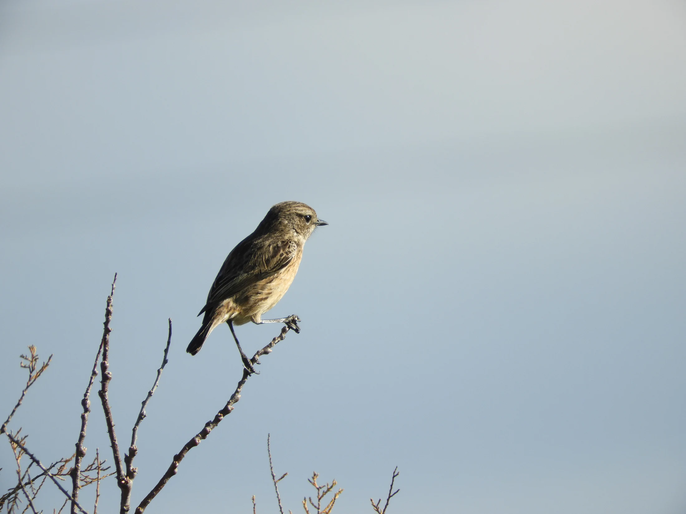 Tarabilla hembra en la antigua laguna de La Janda. Fotografía de David Collis Luque