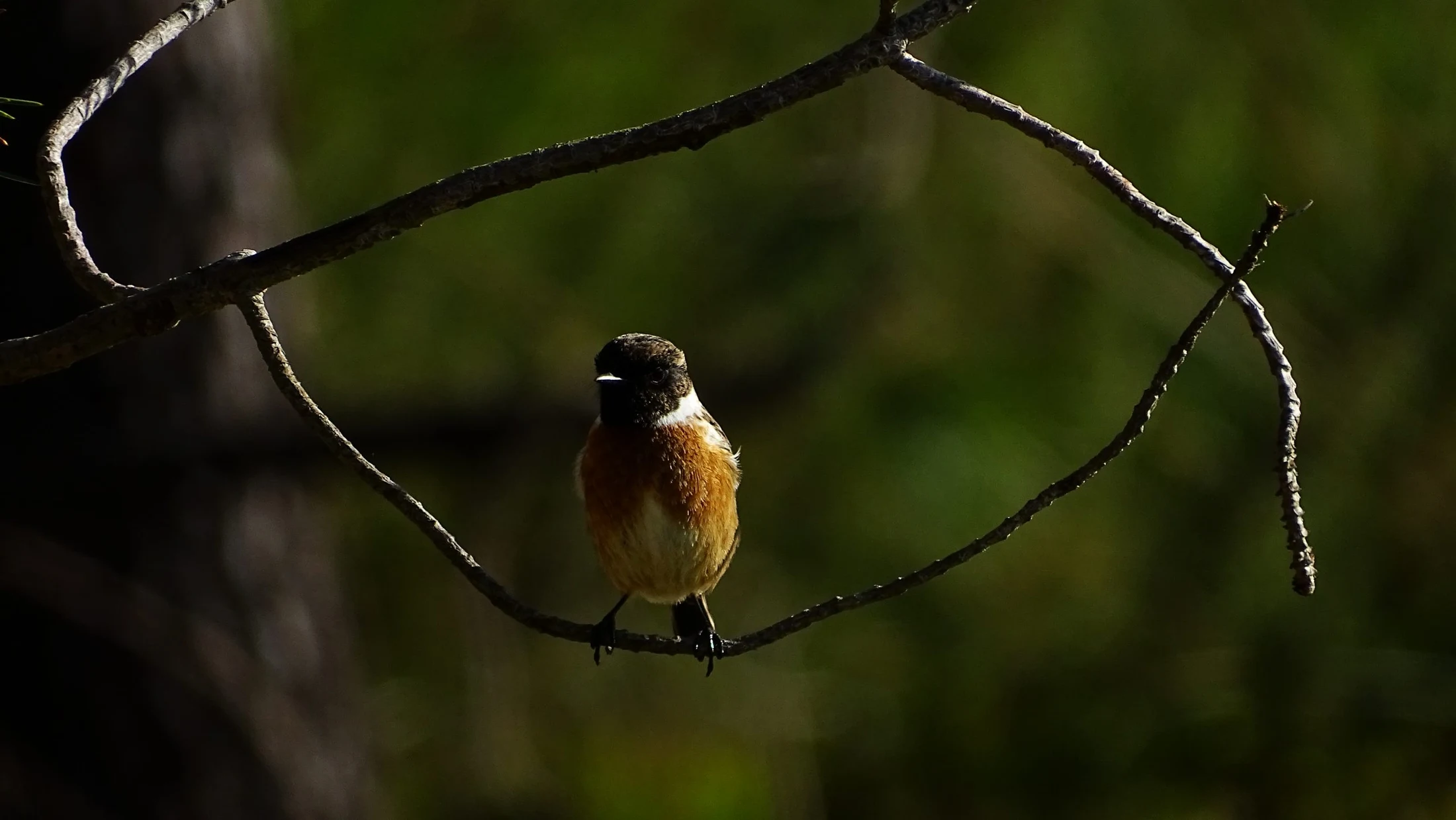 Tarabilla común, macho en Galicia. Fotografía de Mingucho