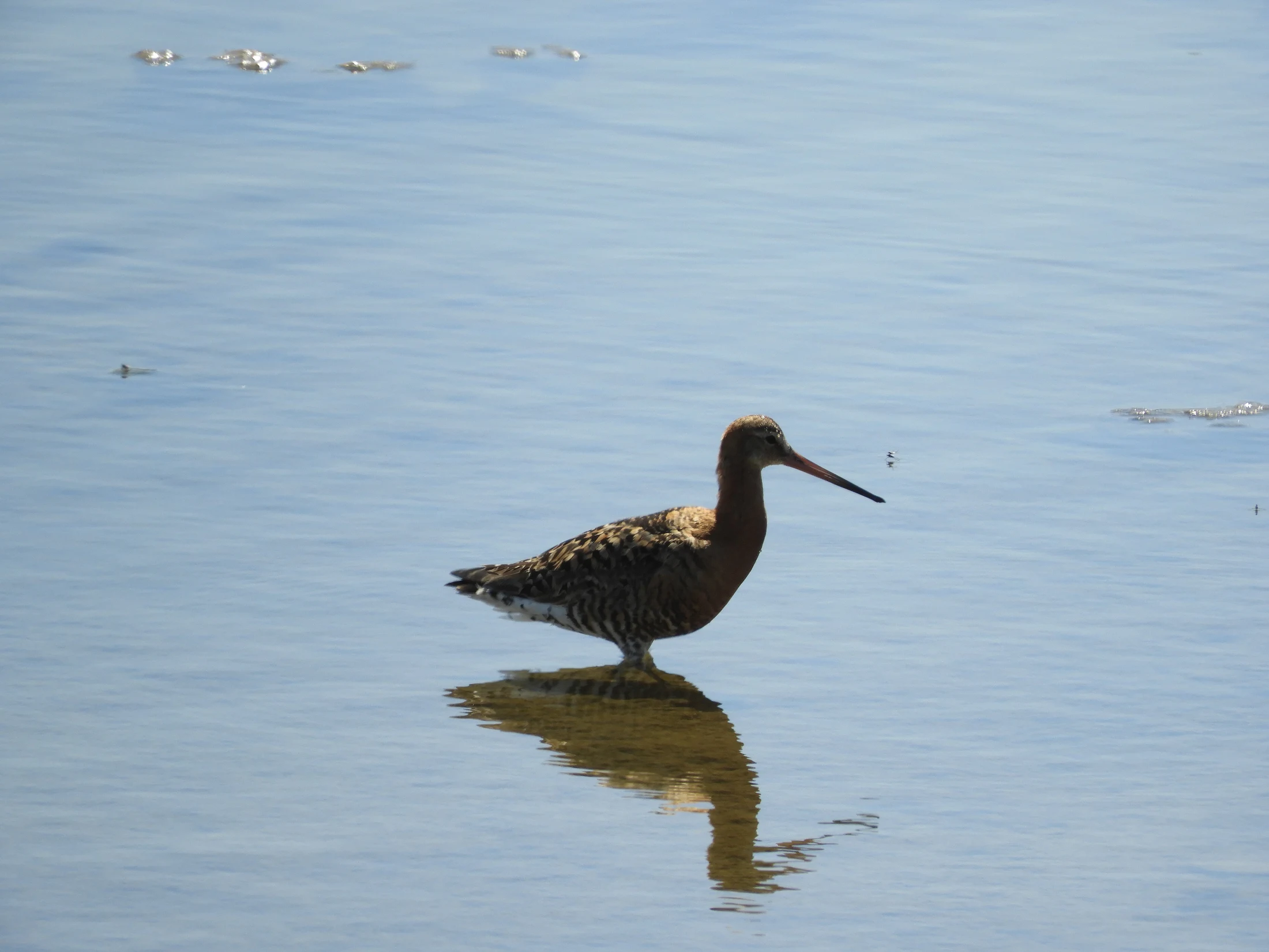 Aguja colinegra en las salinas de Chiclana. Fotografía de David Collis Luque