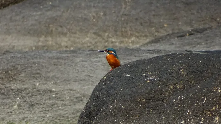 Martín pescador en Galicia