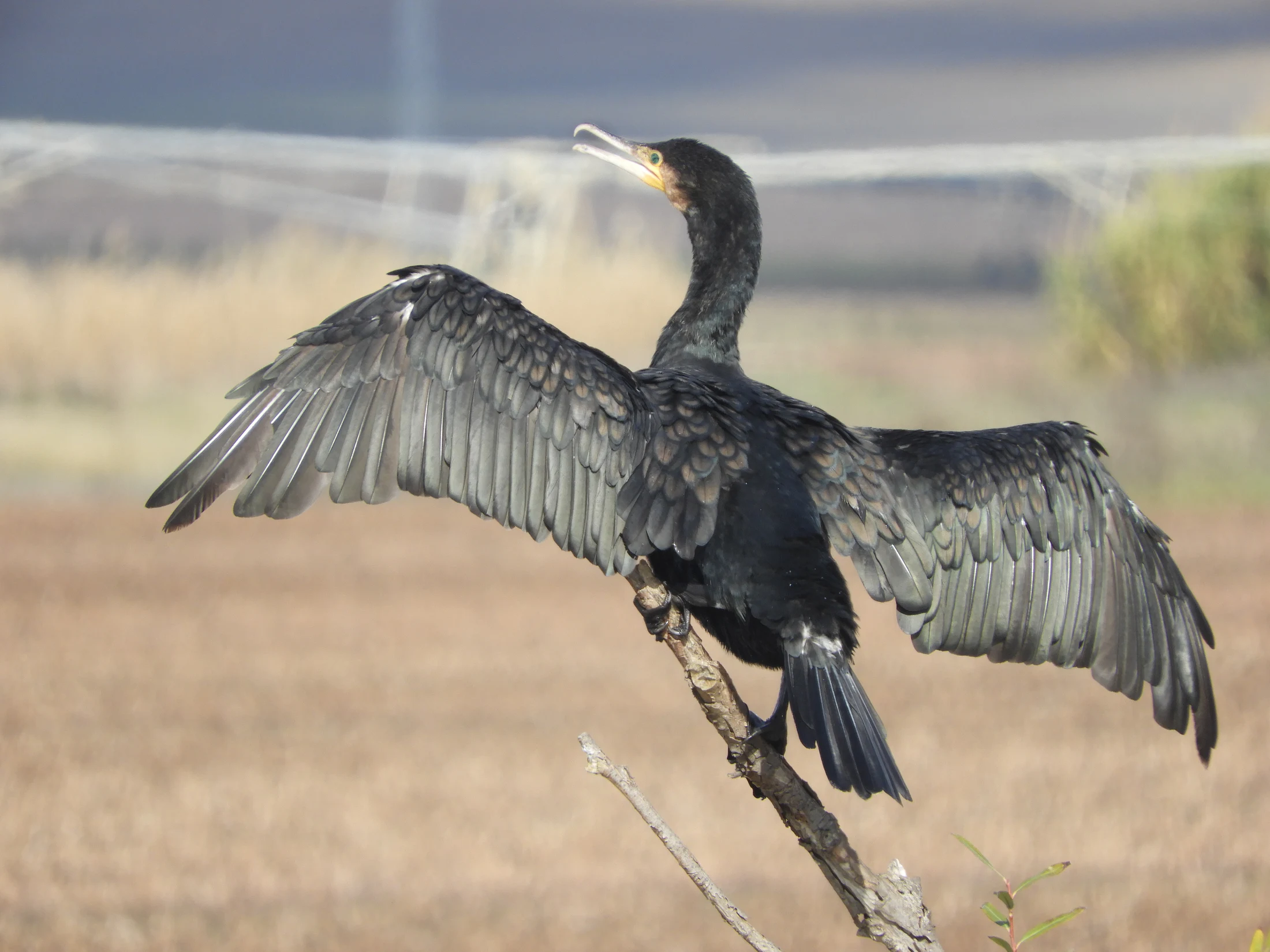Cormorán en la antigua laguna de La Janda. Fotografía de David Collis Luque