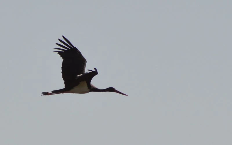 Cigüeña negra en Los Toruños. Fotografía de Juan José Rubal Lobo