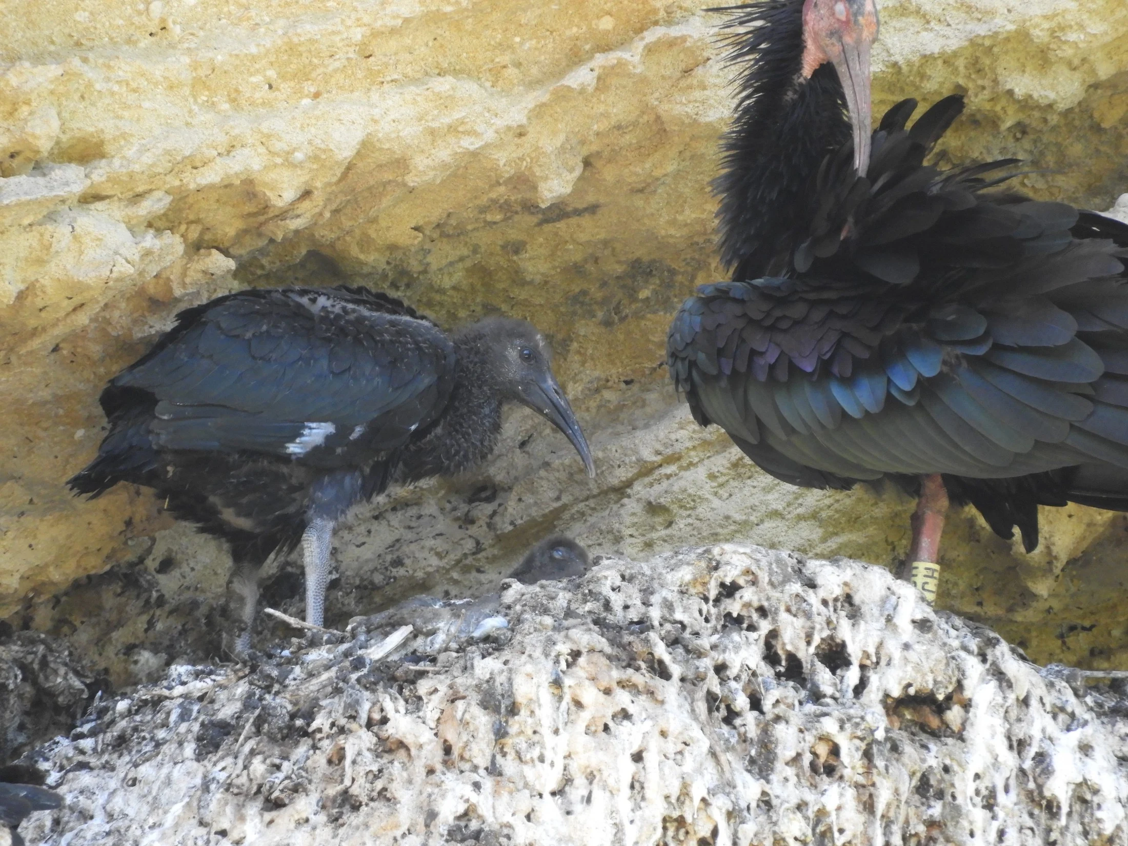 Ibis eremita en La Barca de Vejer. Fotografía de David Collis Luque