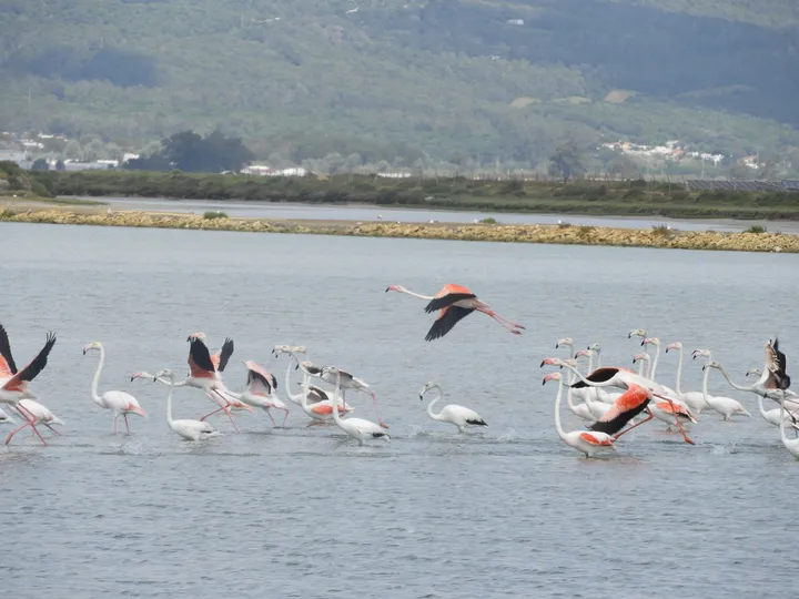 Flamencos en las marismas de Barbate