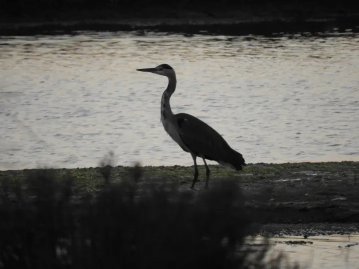 Garza real en la marisma de Barbate