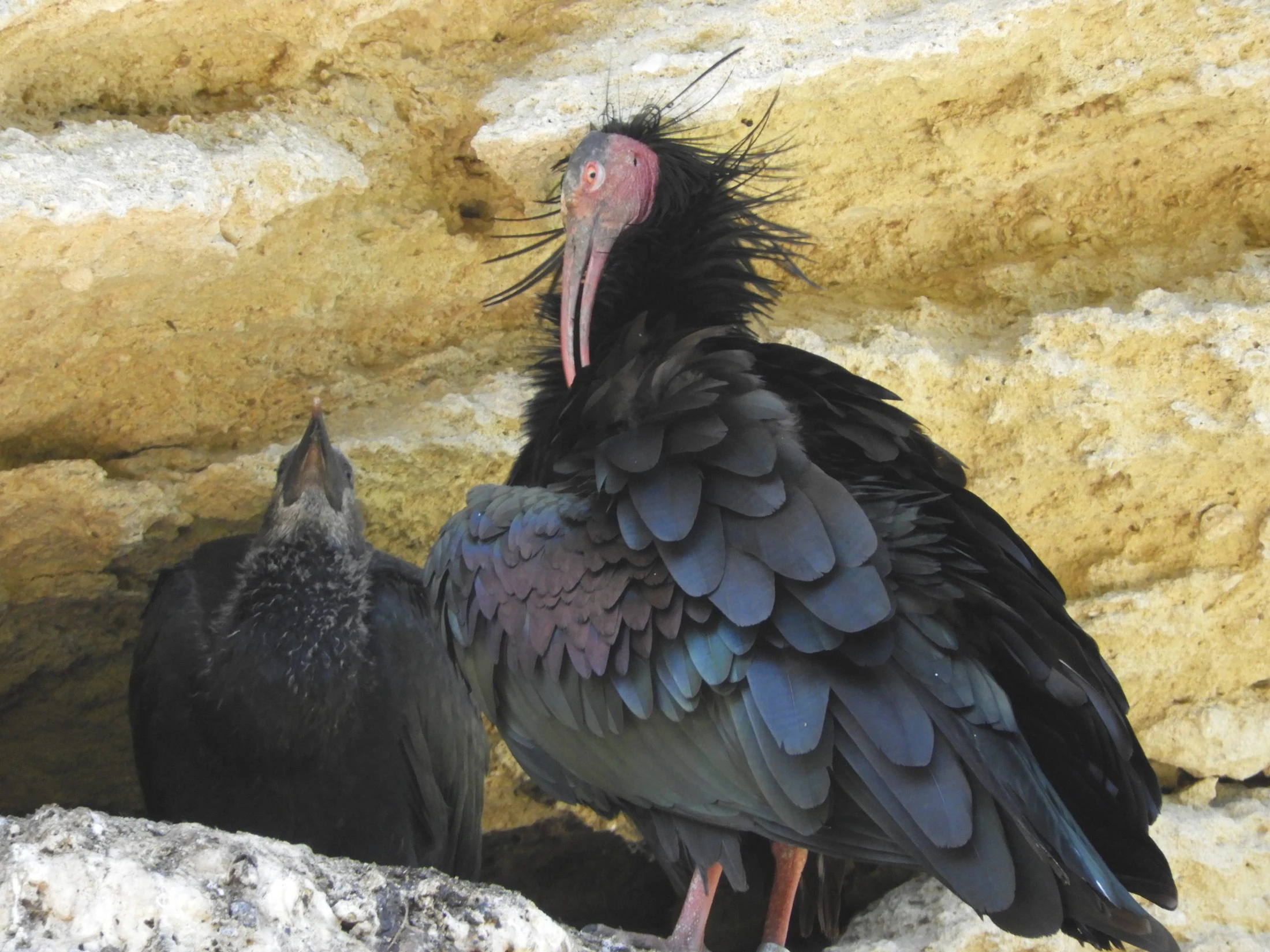 Ibis eremita en La Barca de Vejer. Fotografía de David Collis Luque