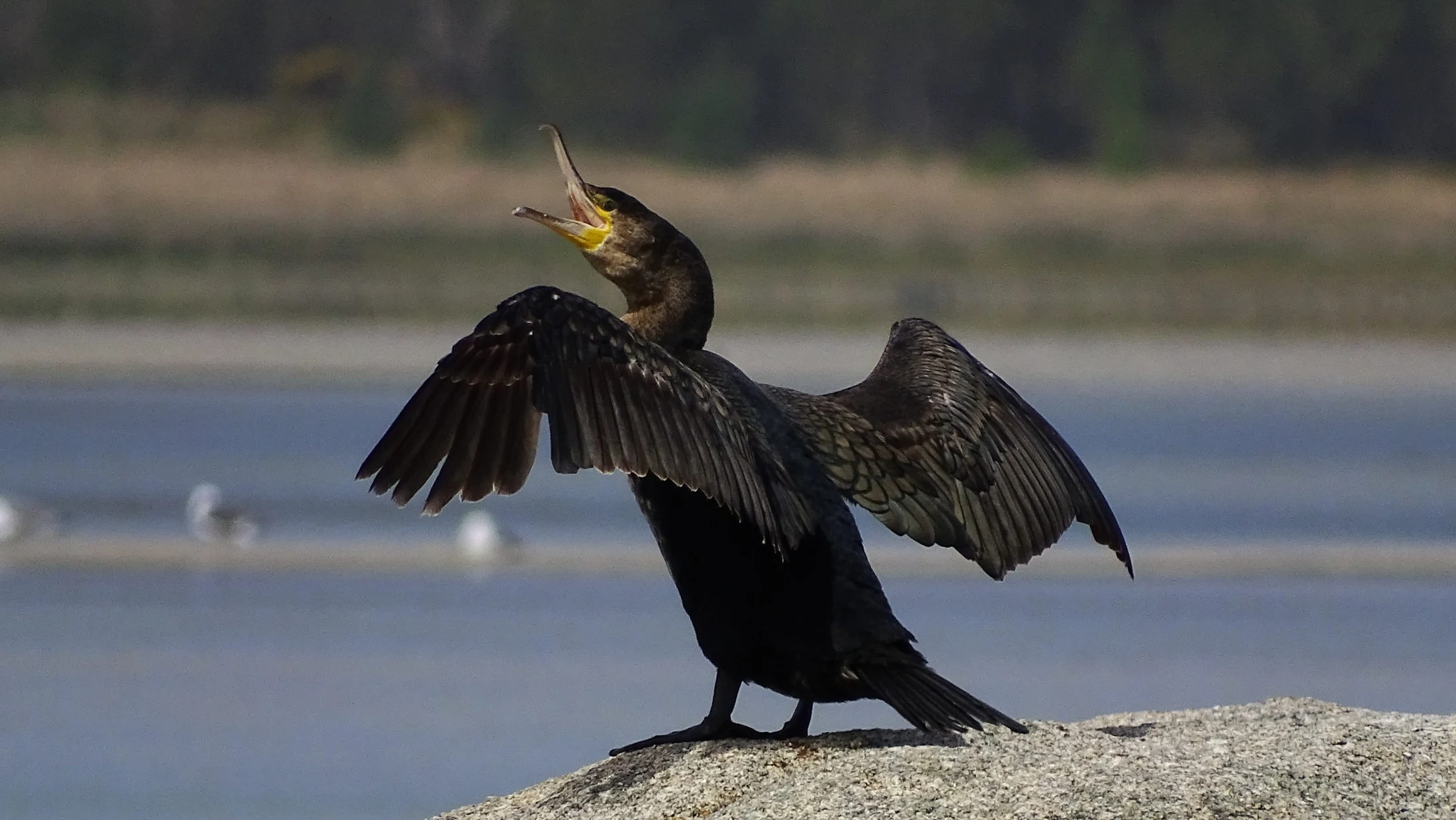 Cormorán en Galicia. Fotografía de Mingucho