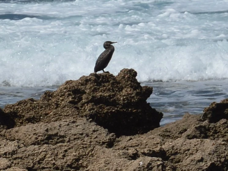 Cormorán en Tarifa. Fotografía de Juan José Rubal Lobo