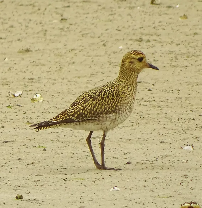 Chorlito dorado en Galicia