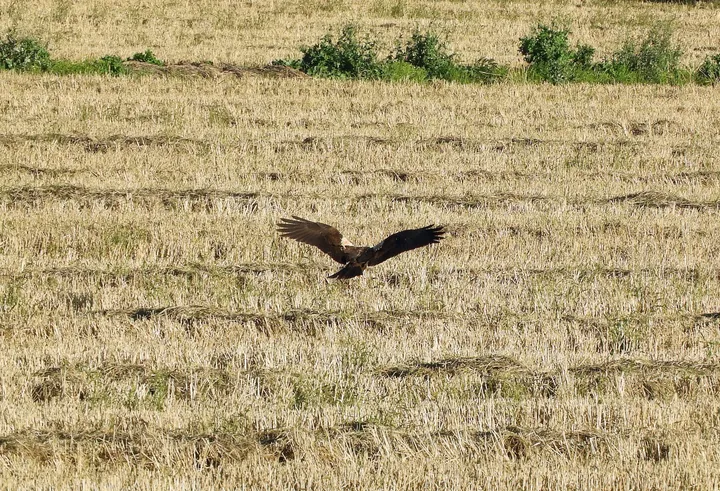 Aguilucho en la antigua Laguna de la Janda