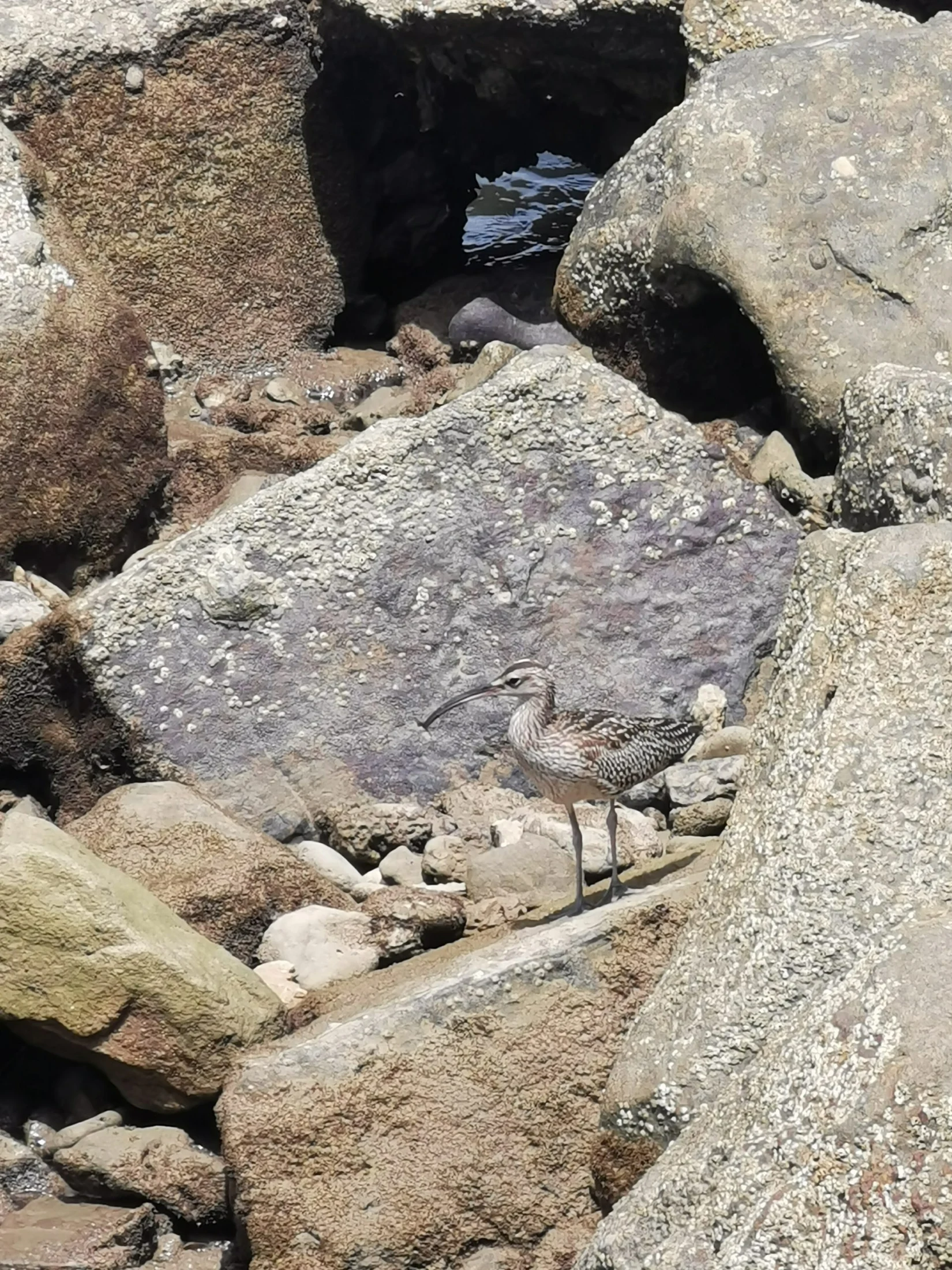 Zarapito en Barbate. Fotografía de María Alvarado Chacón