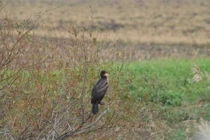 Cormorán en la antigua laguna de La Janda