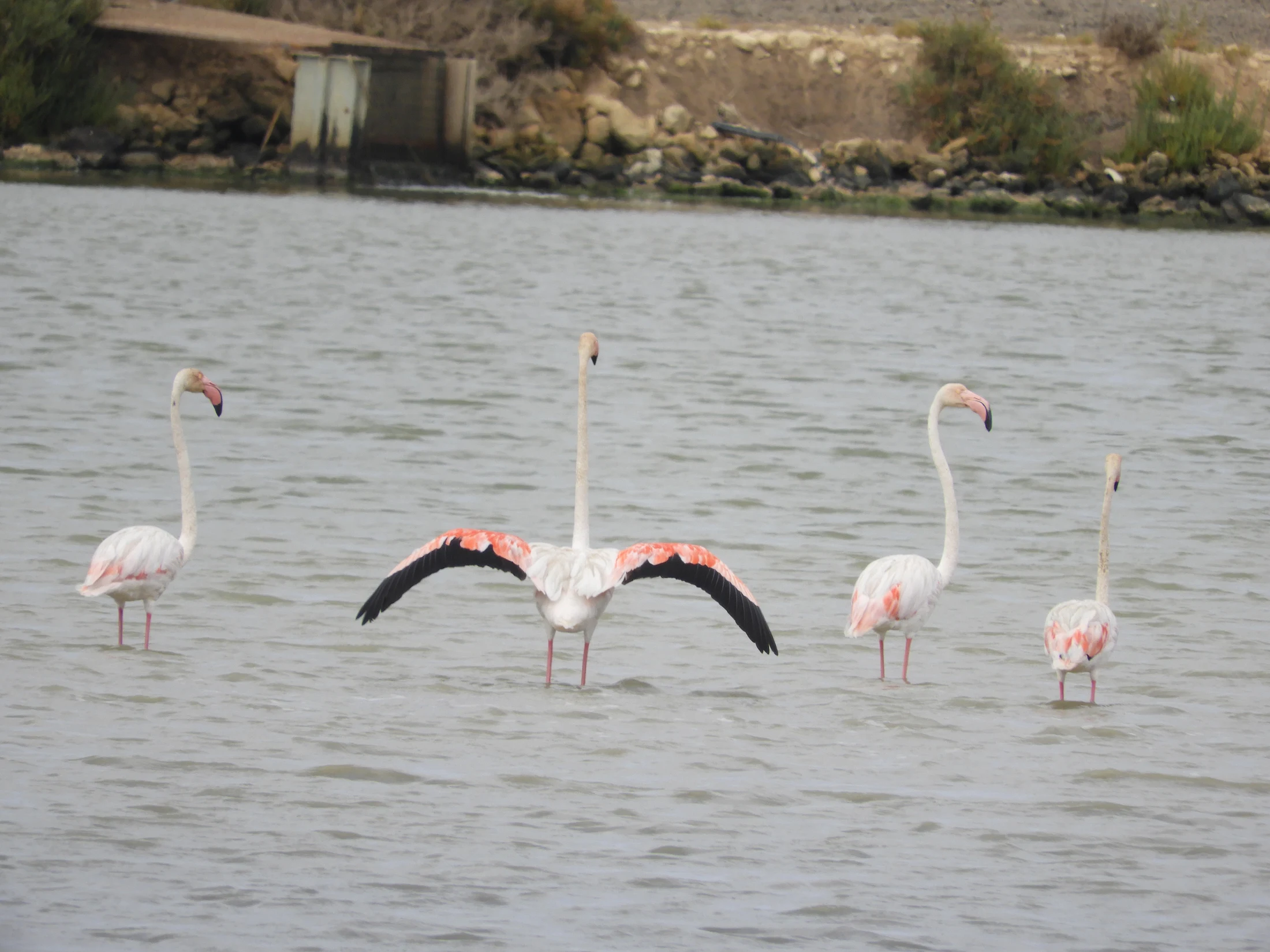 Flamencos en la marisma de Barbate. Fotografía de David Collis Luque