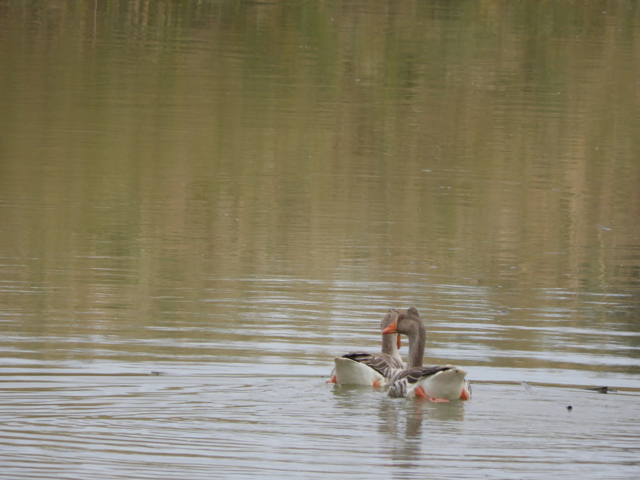 Ánsares comunes en la antigua Laguna de La Janda. Fotografía de David Collis Luque