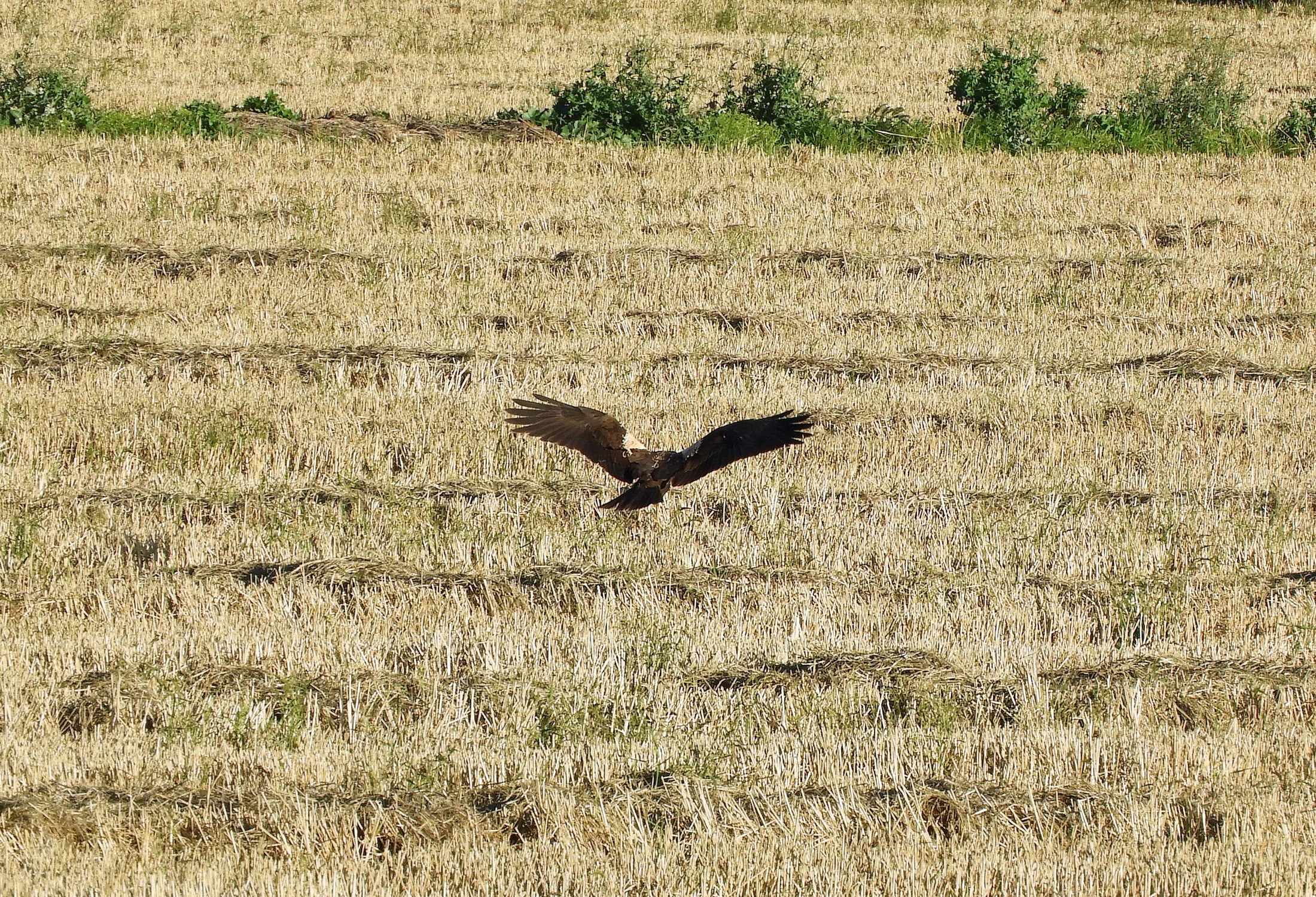 Aguilucho en la antigua Laguna de la Janda. Fotografía de David Collis Luque