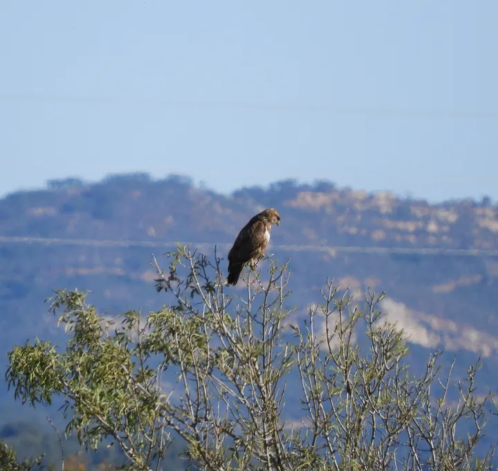 Busardo ratonero en la antigua laguna de La Janda