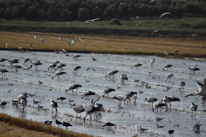 Cigüeñas, garcetas, gaviotas, moritos…en la antigua Laguna de La Janda