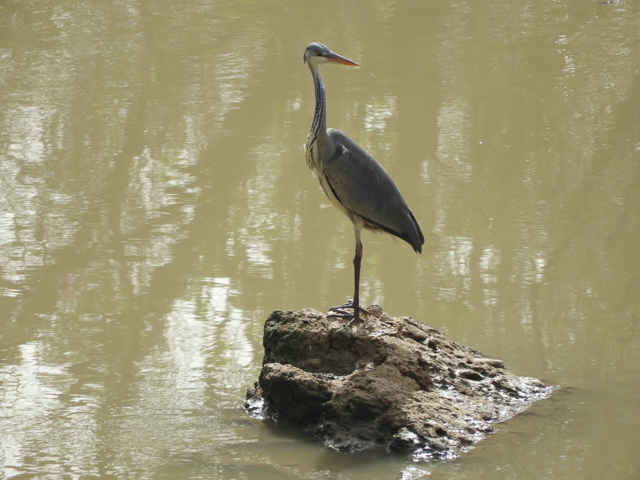 Garza real en La Barca de Vejer de la Frontera. Fotografía de David Collis Luque