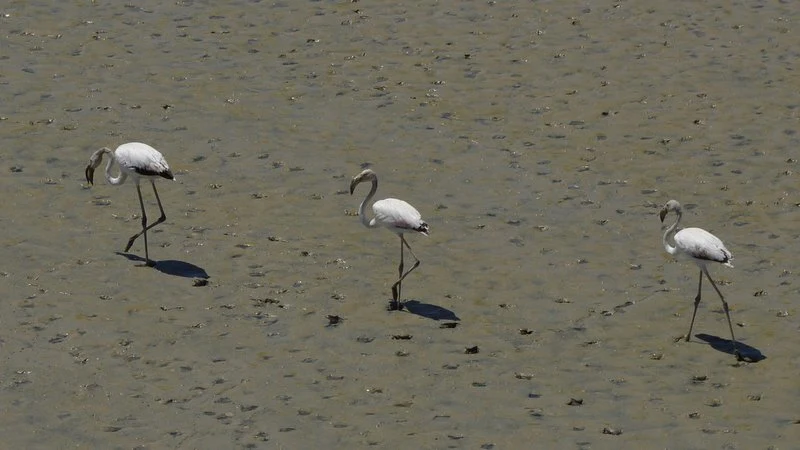 Flamencos en el Guadaira. Fotografía de Juan José Rubal Lobo