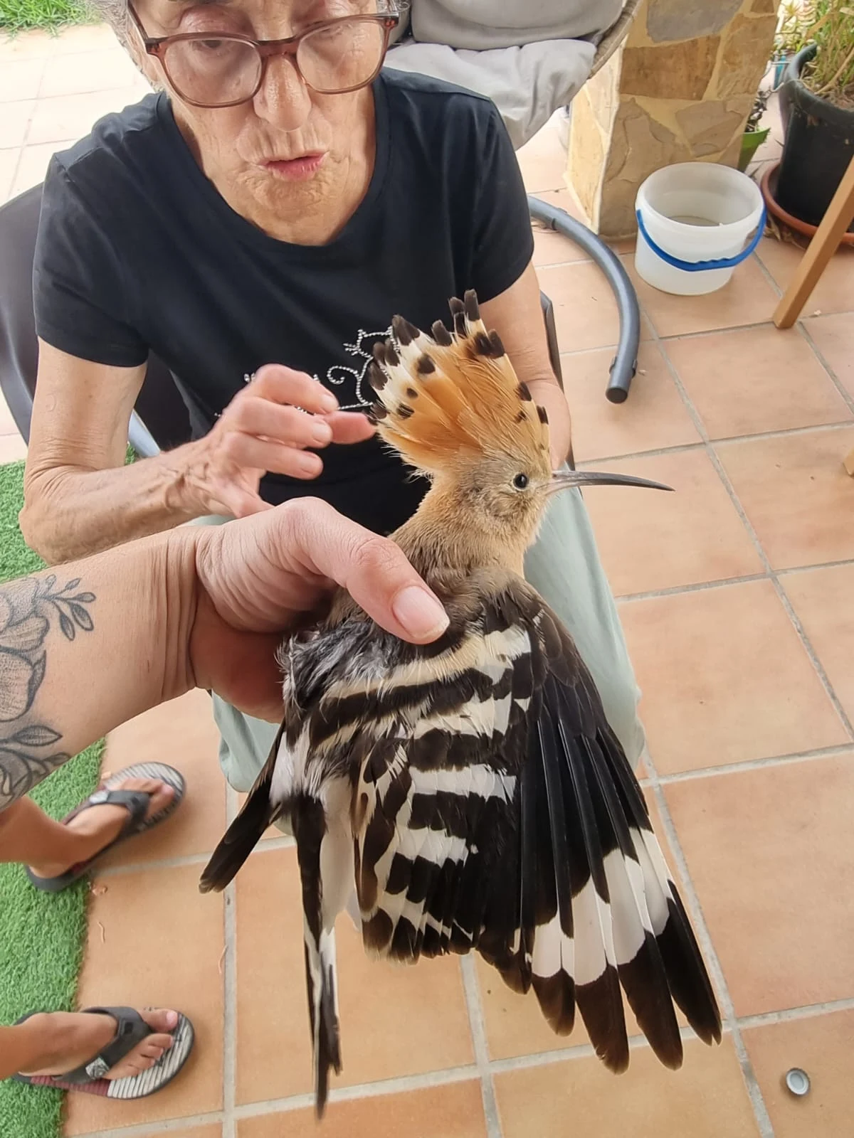 El gallito de marzo. Fotografía de David Collis Luque