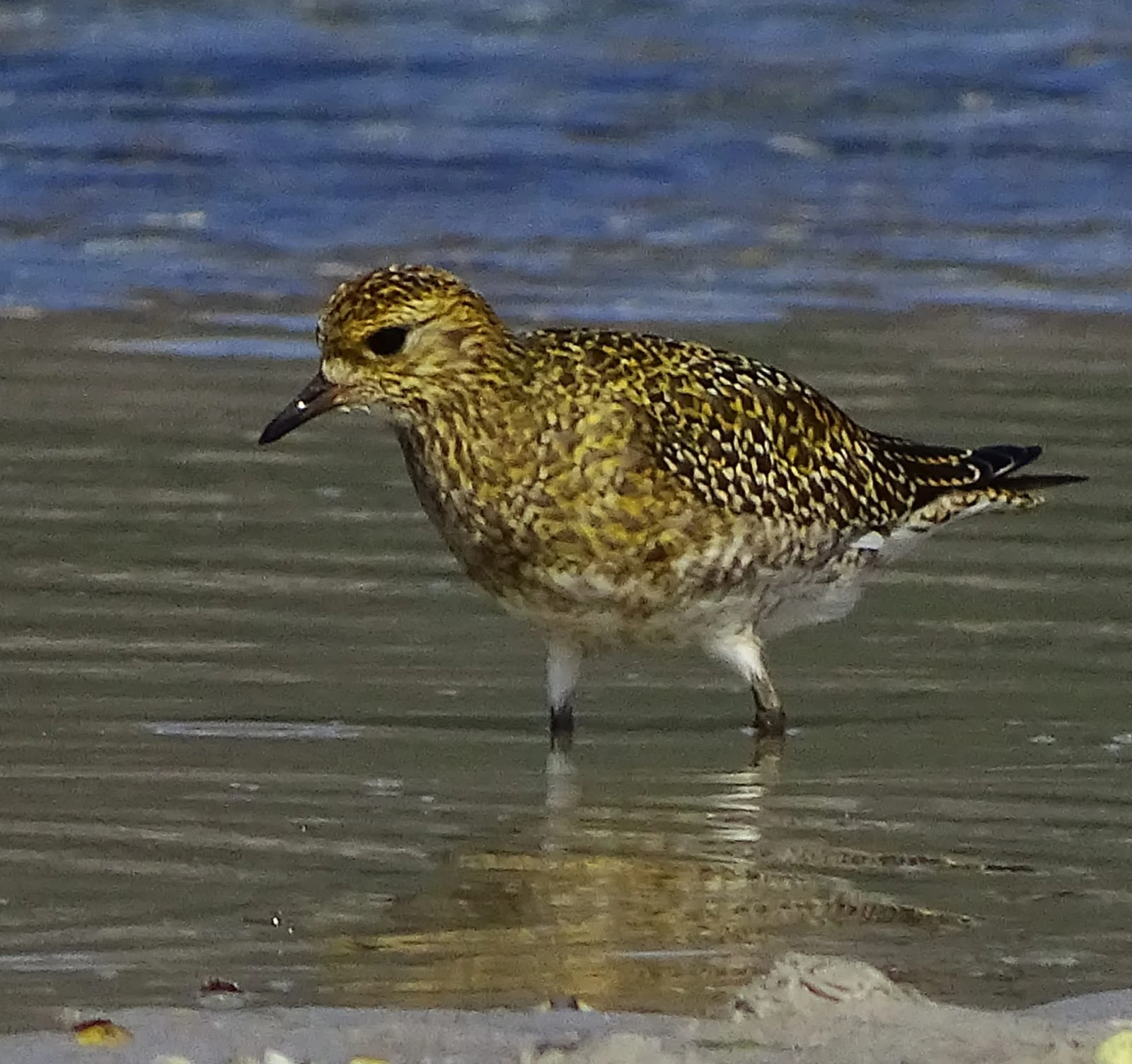 Chorlito dorado europeo en Galicia. Fotografía de David Collis Luque