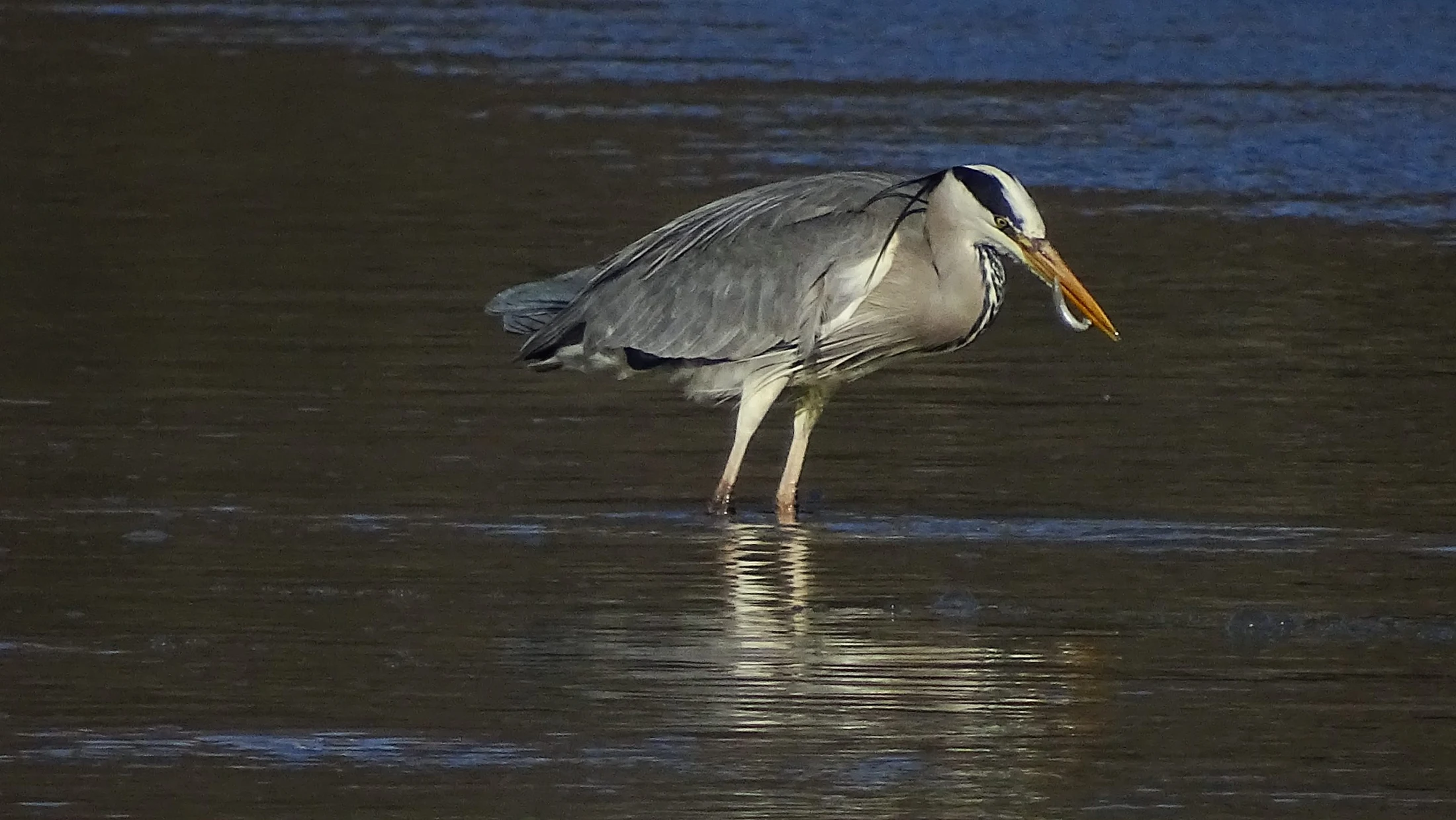 Garza real en Galicia. Fotografía de Mingucho
