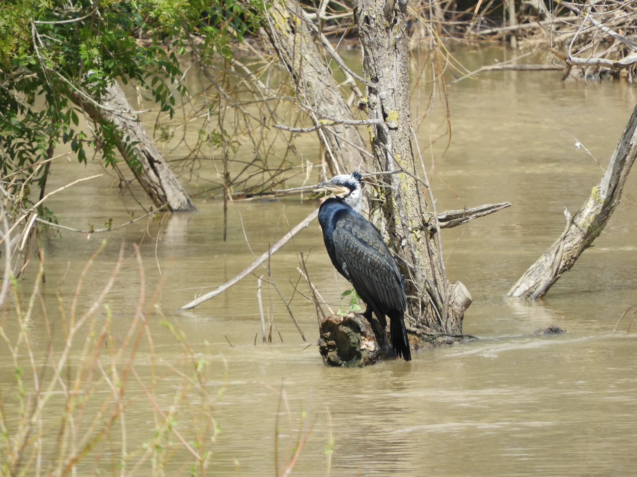 Cormorán en época nupcial en la antigua laguna de La Janda. Fotografía de David Collis Luque