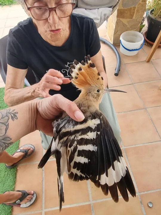 El gallito de marzo