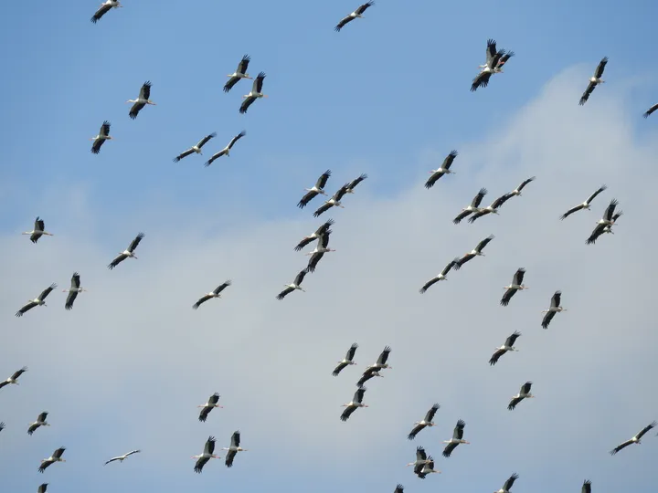 Cigüeñas en la antigua laguna de La Janda