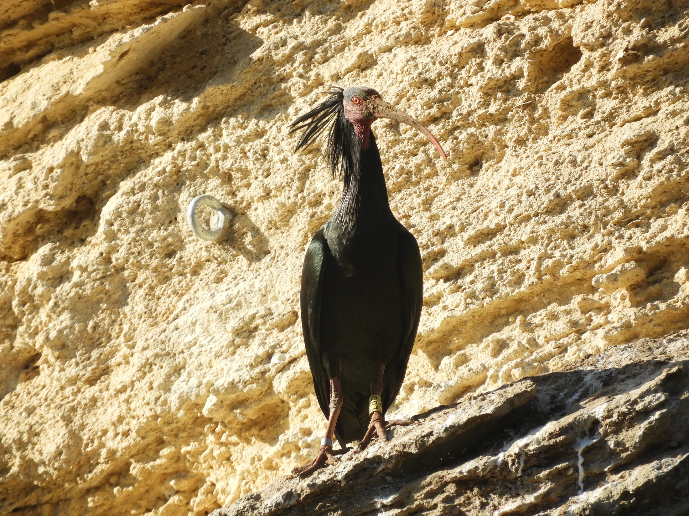 Ibis eremita en La Barca de Vejer de la Fra.. Fotografía de David Collis Luque