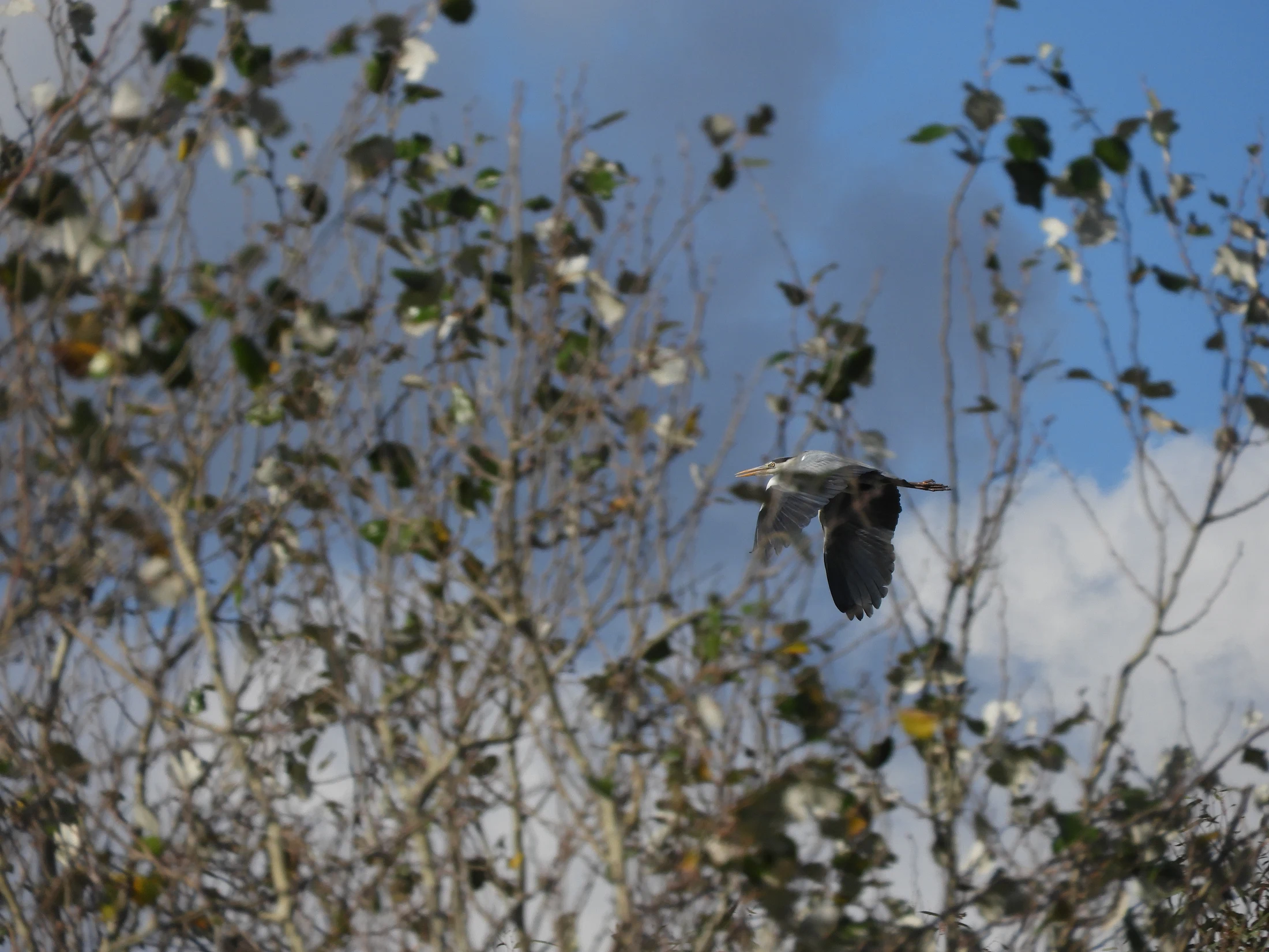Garza real en la antigua laguna de La Janda. Fotografía de David Collis Luque