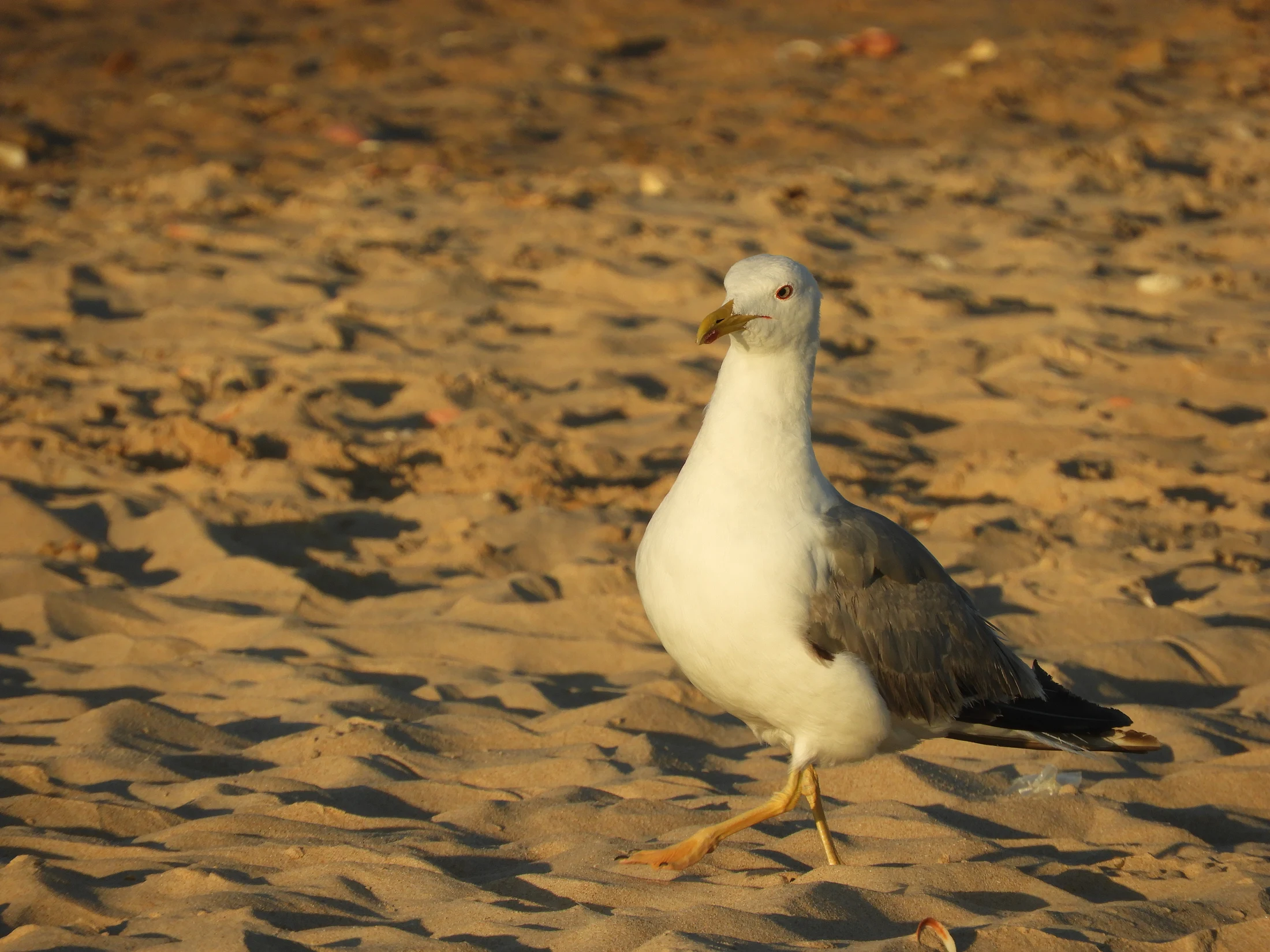 Las aves del caminante. Fotografía de David Collis Luque