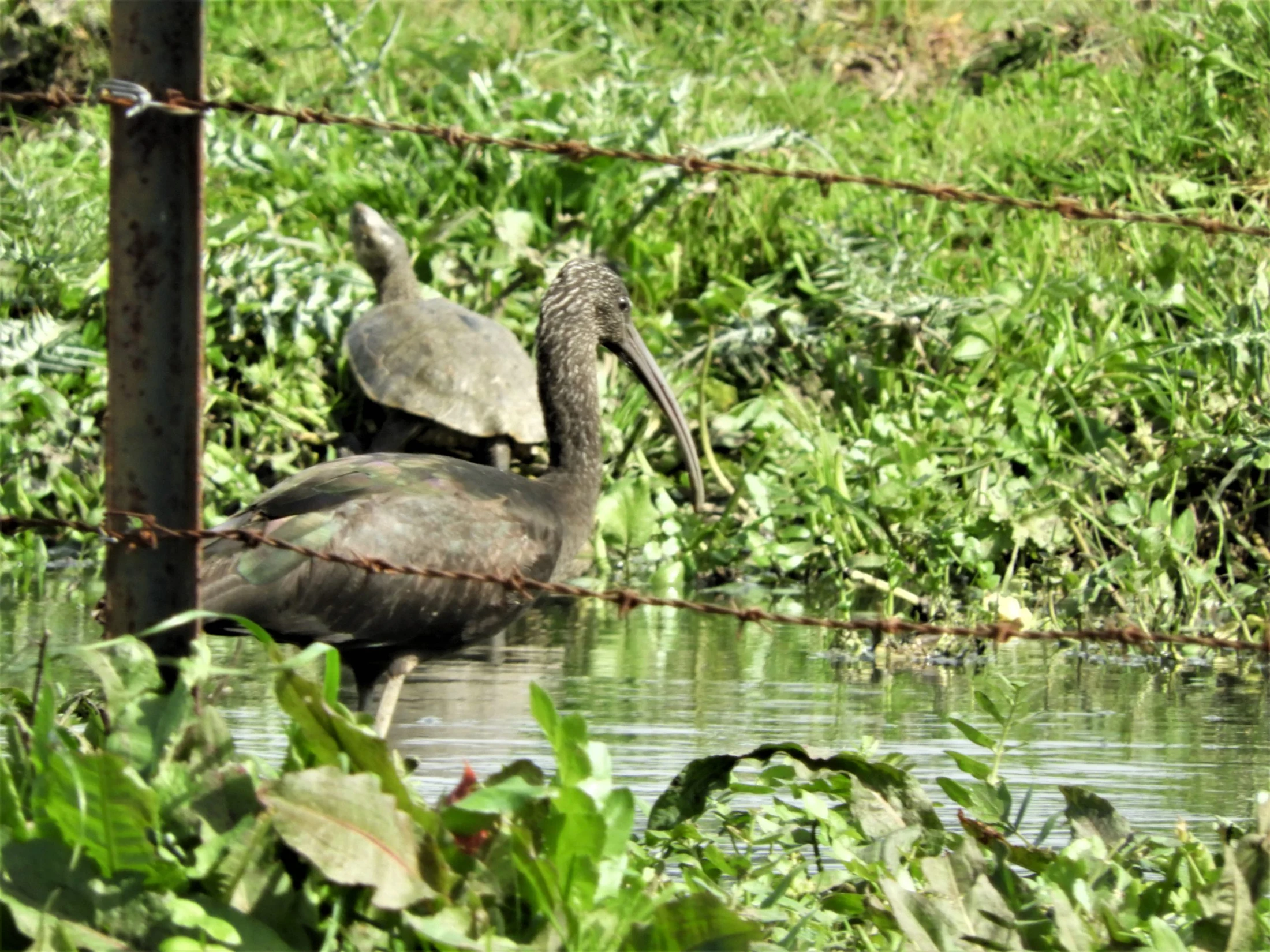 Morito y galápago en la marisma de Barbate. Fotografía de David Collis Luque