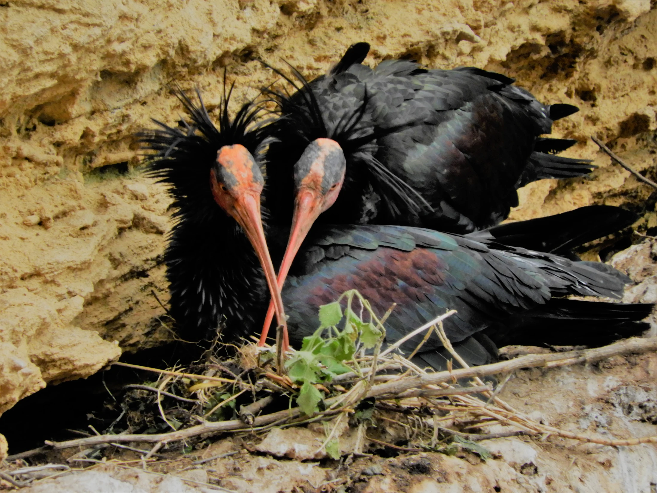 Ibis eremita en La Barca de Vejer de la Fra.. Fotografía de David Collis Luque