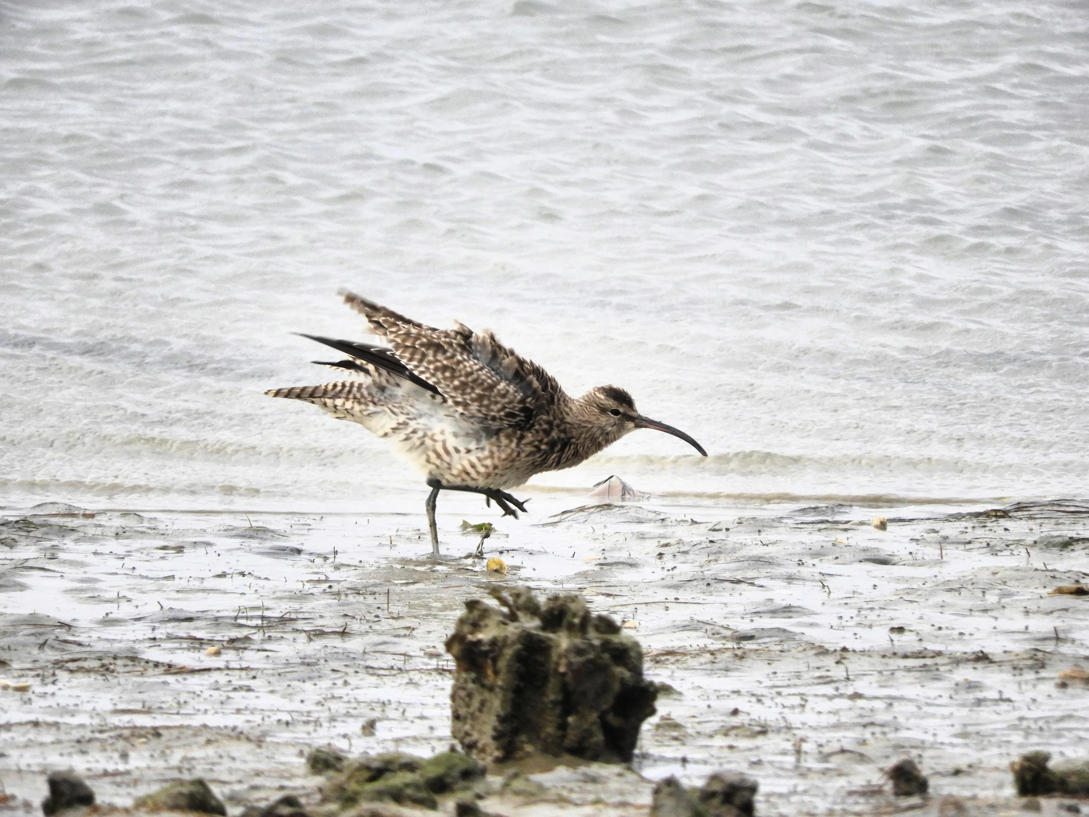 Zarapito trinador en la bahía de Cádiz. Fotografía de David Collis Luque