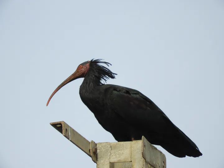Ibis eremita en la marisma de Barbate