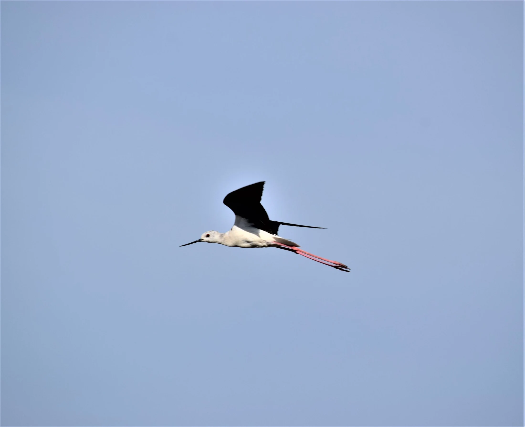 Cigüeñuela en la marisma de Barbate. Fotografía de David Collis Luque