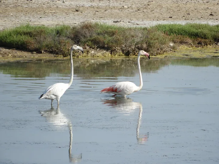 Flamencos en las marismas de barbate