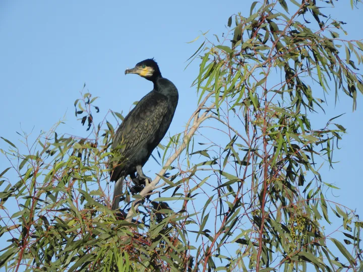 Cormorán en la antigua laguna de La Janda
