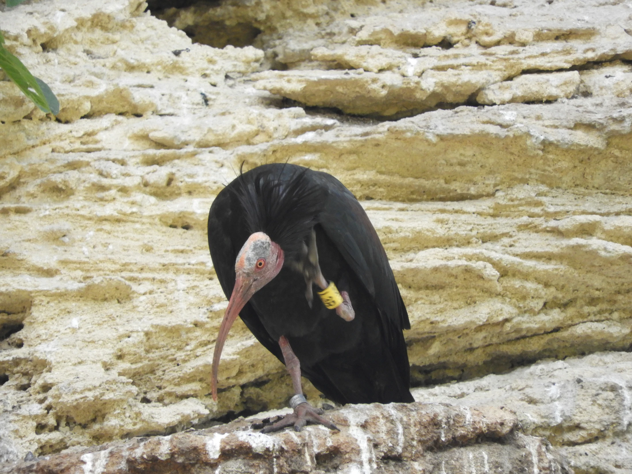 Ibis eremita en La Barca de Vejer de la Fra.. Fotografía de David Collis Luque