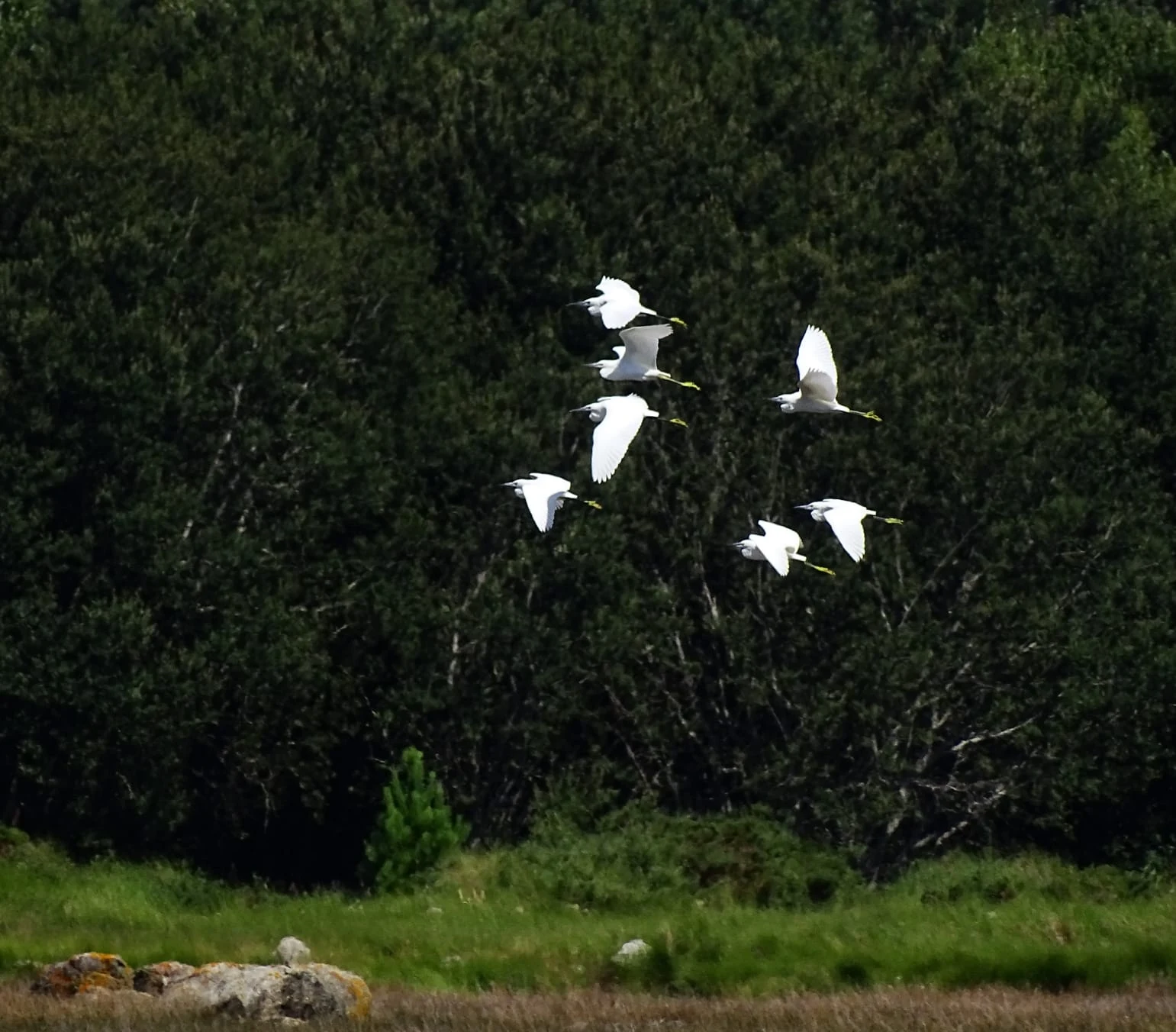 Garcetas en Galicia. Fotografía de Mingucho