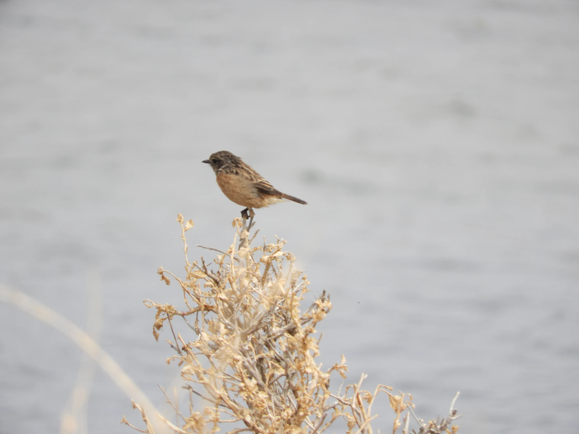 Tarabilla común hembra en la marisma de Barbate. Fotografía de David Collis Luque