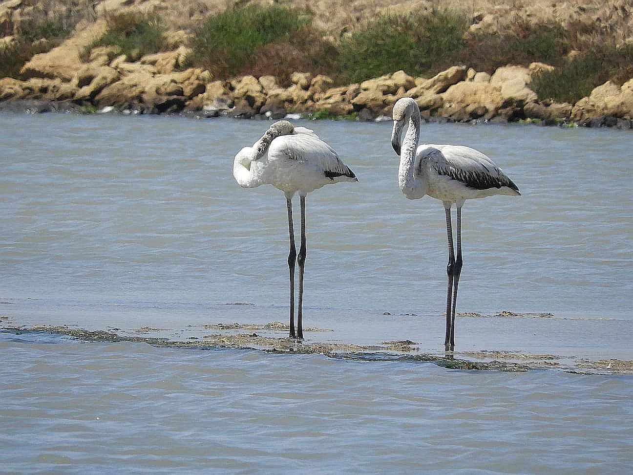 Flamencos jóvenes en la marisma de Barbate. Fotografía de David Collis Luque